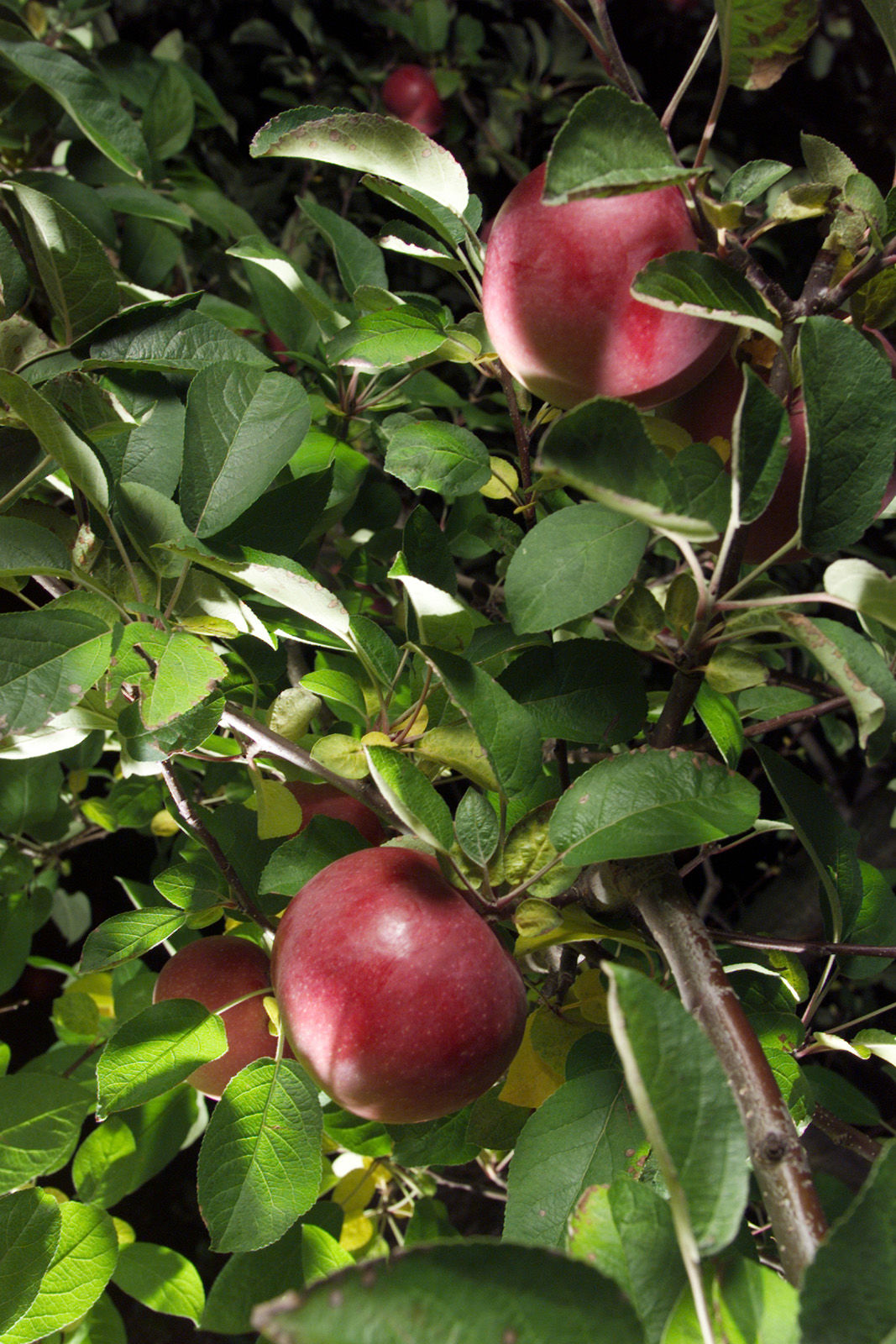 MacIntosh